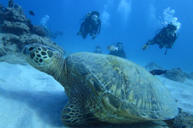 First Diving Experience Try Dive - Starting in Santa Maria at 2:00 pm