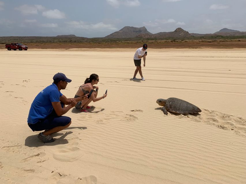 From Boa Vista: Turtle Watching and Nesting Evening Tour - Seeing eggs laid and covered with sand