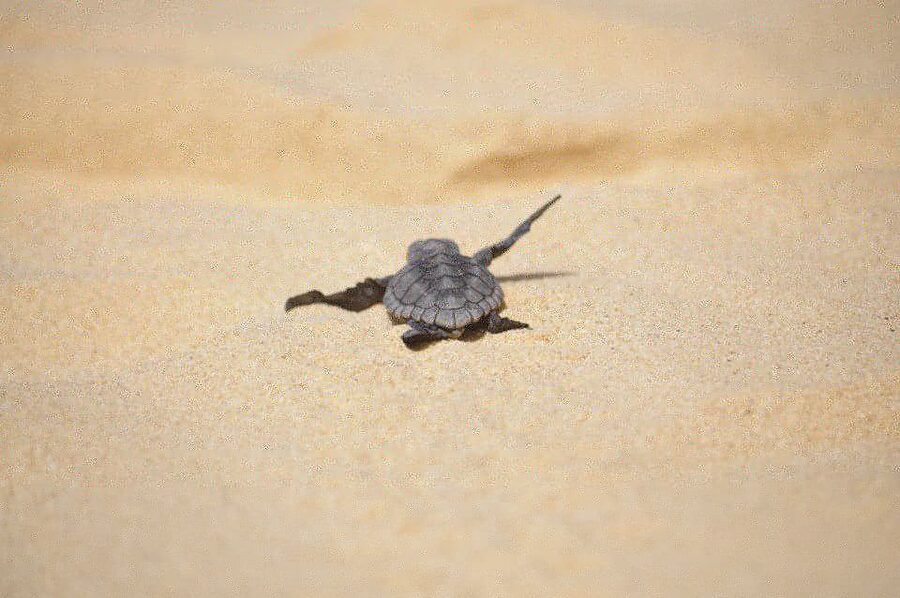 From Boa Vista: Turtle Watching and Nesting Evening Tour - The guides and the value of good fieldwork