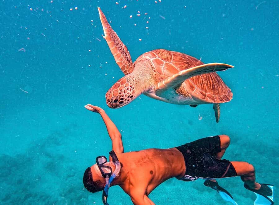 From Mindelo: São Vicente's Enchanting Sea Turtle Snorkeling - Key points to know before you go
