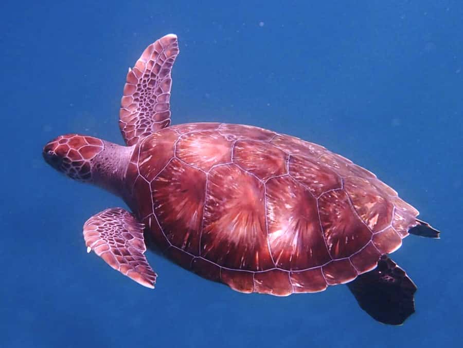 From Mindelo: São Vicente's Enchanting Sea Turtle Snorkeling - From Mindelo to São Pedro in 90 minutes