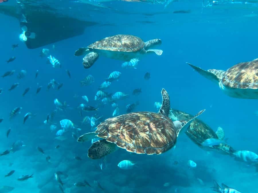 From Mindelo: São Vicente's Enchanting Sea Turtle Snorkeling - Meeting the guide and preparing at São Pedro