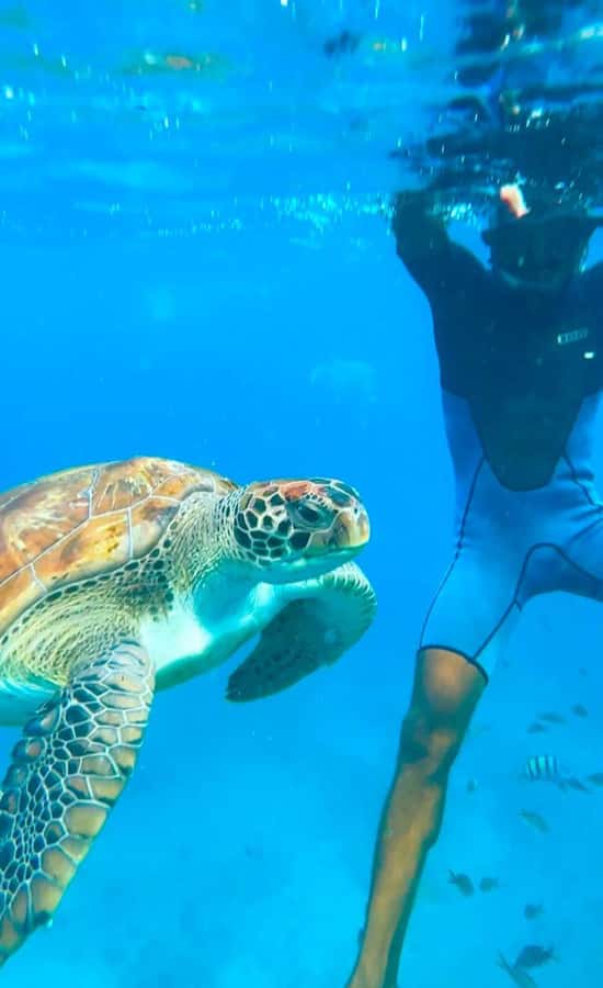 From Mindelo: Snorkel and Swim with Sea Turtles - Why the 20-minute limit is important