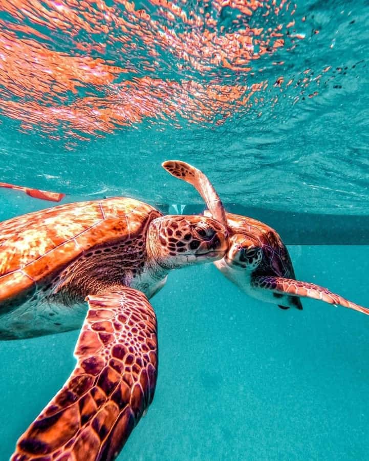 From Mindelo: Snorkel and Swim with Sea Turtles - What the return trip is like