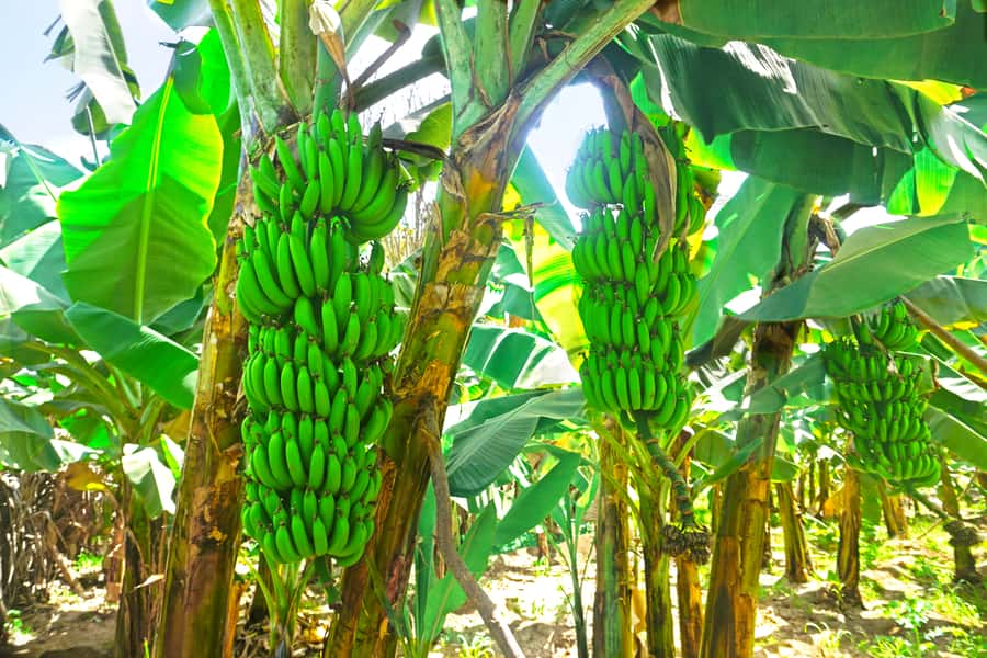 From Praia: Banana Plantation Tour and Cuscuz Workshop - Cooking cuscuz with Mama Luisa in Orgãos
