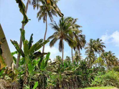 Banana Plantation Tour and Cuscuz Workshop
