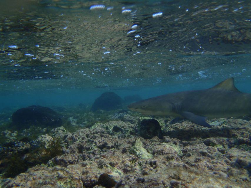 From Santa Maria: Guided Lemon Shark Watching - The 25-minute drive from Santa Maria