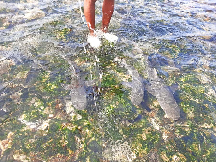 From Santa Maria: Sal Island Private Day Trip - Key things to know before booking