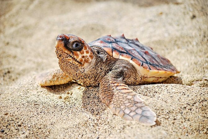 Full Day Sal Island Tour in Santa Maria - Shark Bay brings the day to a close