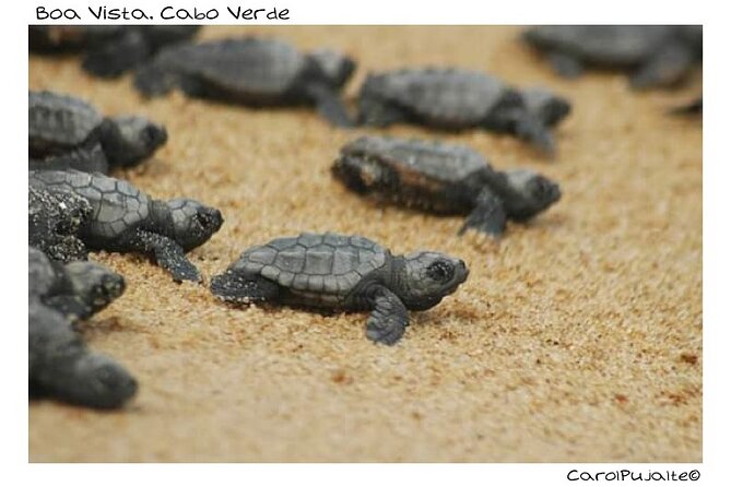 Guided turtle tour in a group in Boa Vista - Why this Boa Vista turtle tour is special