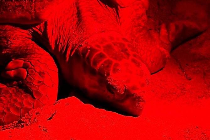 Guided turtle tour in a group in Boa Vista - Watching a female turtle lay eggs