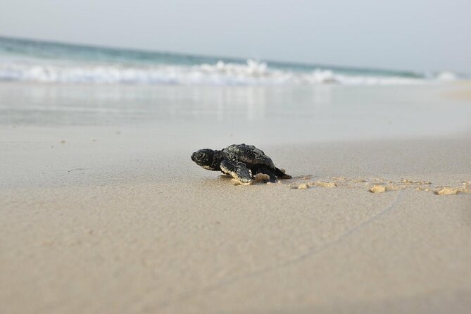 Guided turtle tour in a group in Boa Vista - The November hatchling experience