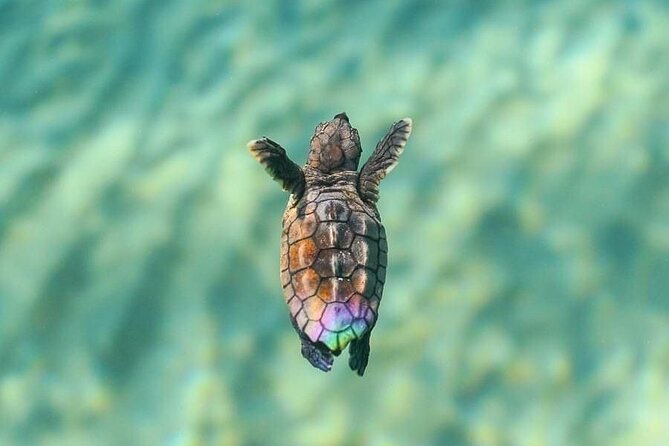 Guided turtle tour in a group in Boa Vista - A small group with a hands-on feel