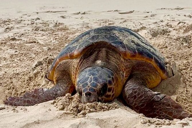 Guided turtle tour in a group in Boa Vista - Is $104.68 a fair price?