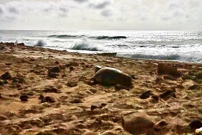 Guided turtle tour in a group in Boa Vista - What to bring and how to prepare