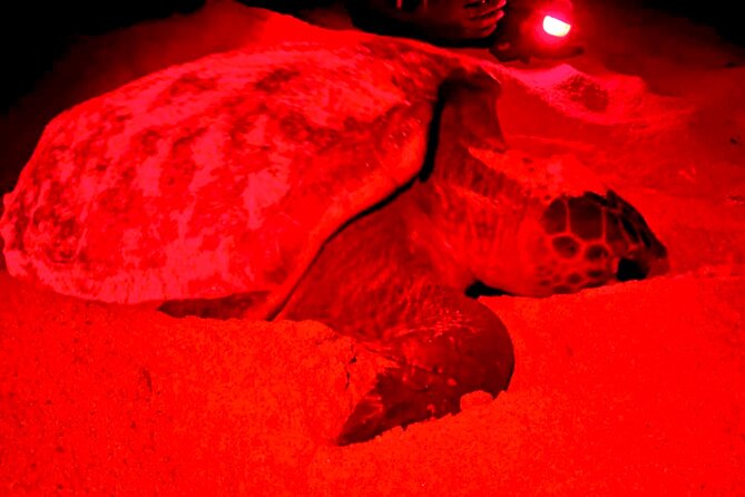 Guided turtle tour in a group in Boa Vista - Arriving at the Ervatão turtle reserve