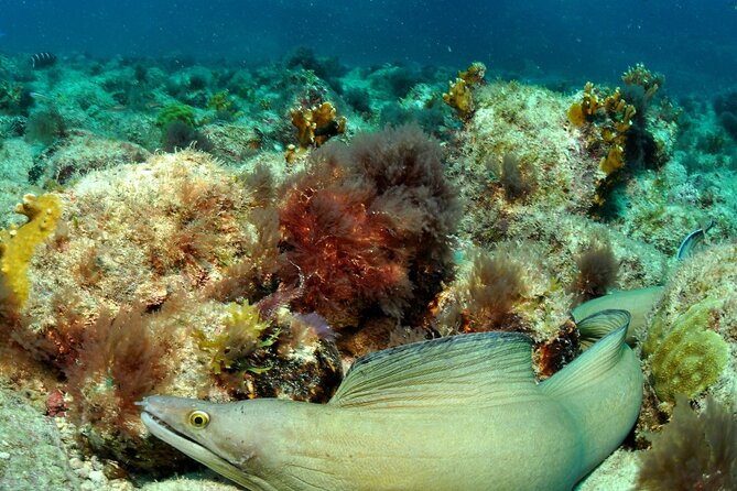 Half-Day Diving in Sal - Volcanic walls, caves, and wreck sites