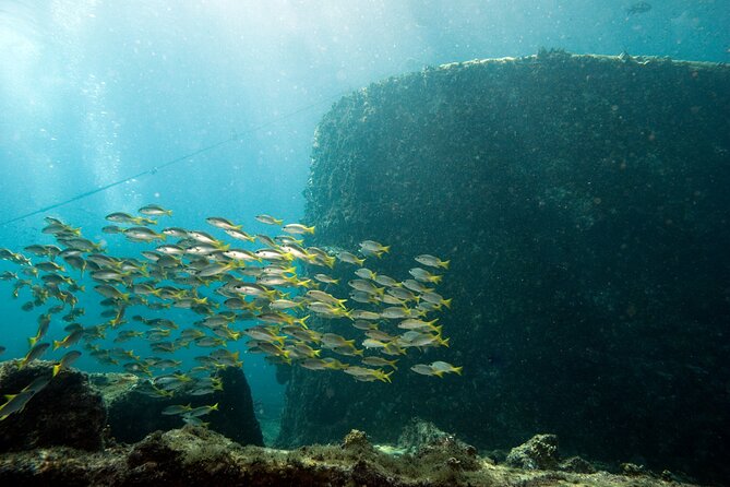 Half-Day Diving in Sal - Marine life you might see