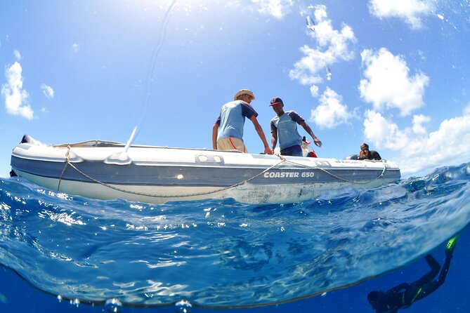 Half-Day Diving in Sal - The small-group difference