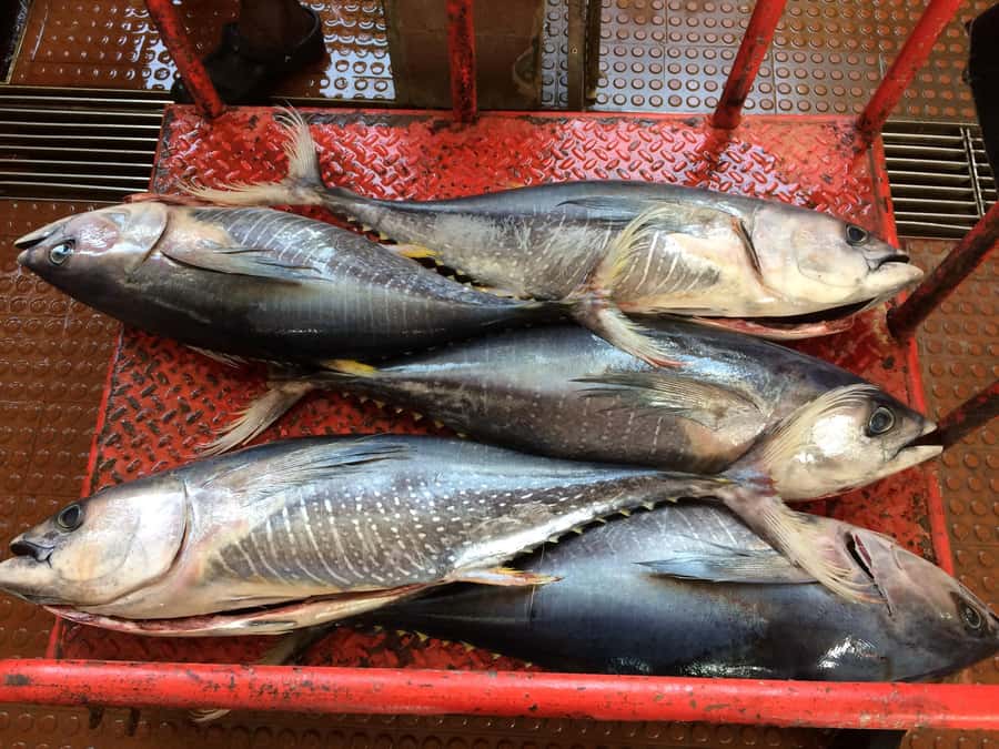Half Day Island Tour, Best of São Vicente, Highlights - What is included, and what costs extra