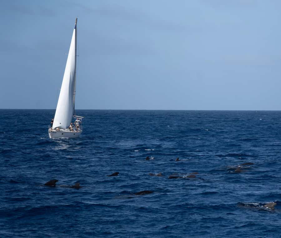 Half-Day Sailing Yacht Adventure in Sal Island - 3 hours - Key Points Before You Set Sail