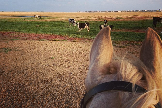 Horse Riding in Sal Island - Cabo Verde - Is it suitable for a complete beginner?