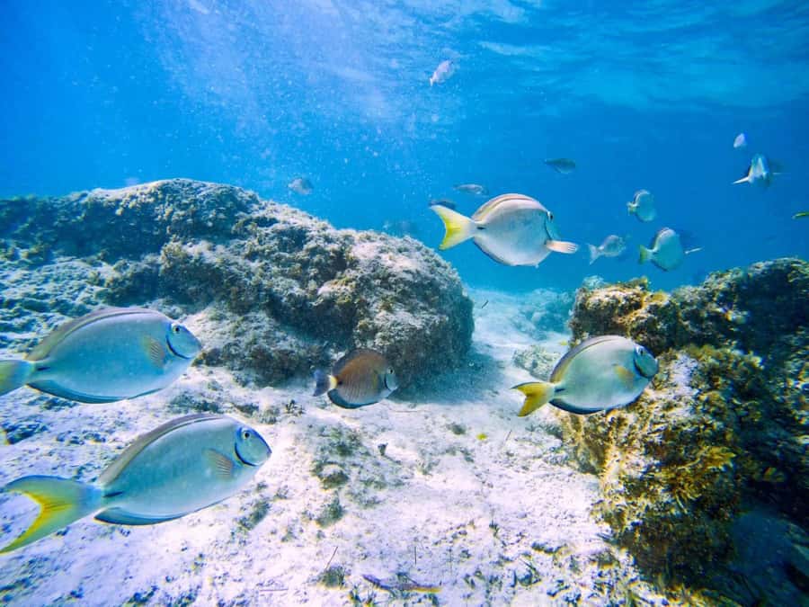 Ilha Do Sal: Snorkeling with Local Guide - Why this 90-minute trip works well in Sal