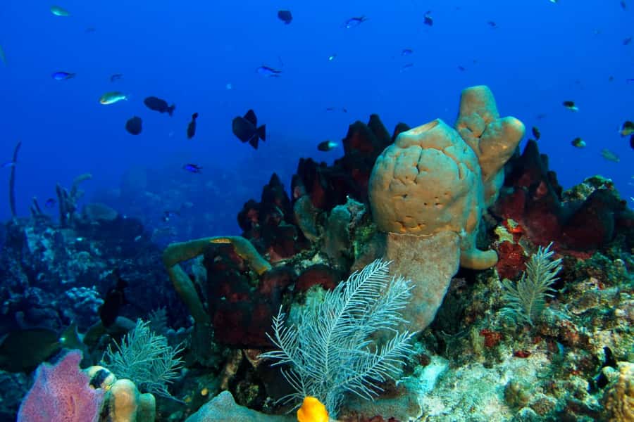 Ilha Do Sal: Snorkeling with Local Guide - Taking the boat into Santa Maria Bay