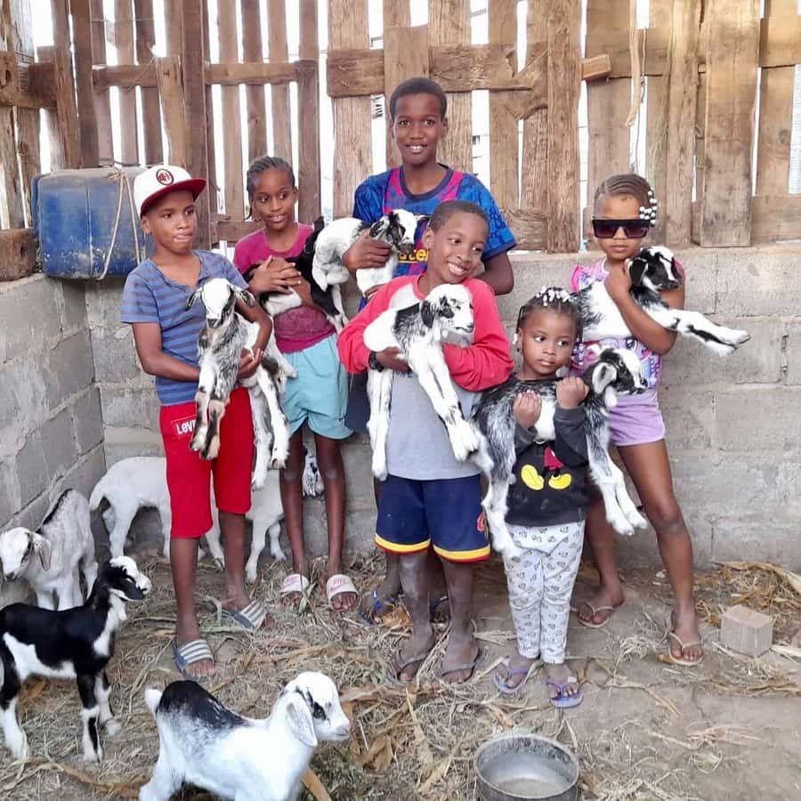 Island tour & cattle & Taste local flavors - Why this Boa Vista tour feels different