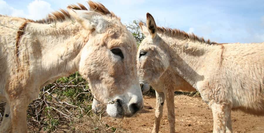 Island tour & cattle & Taste local flavors - Traditional village craft stop