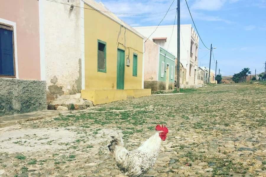 Island tour & cattle & Taste local flavors - Transport, timing, and the private-group advantage