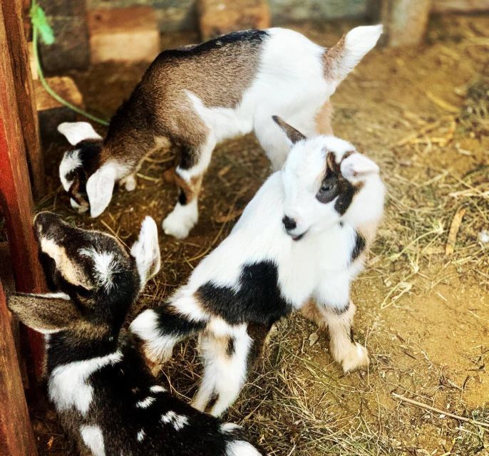 Island tour & cattle & Taste local flavors - Is $111 per person good value?
