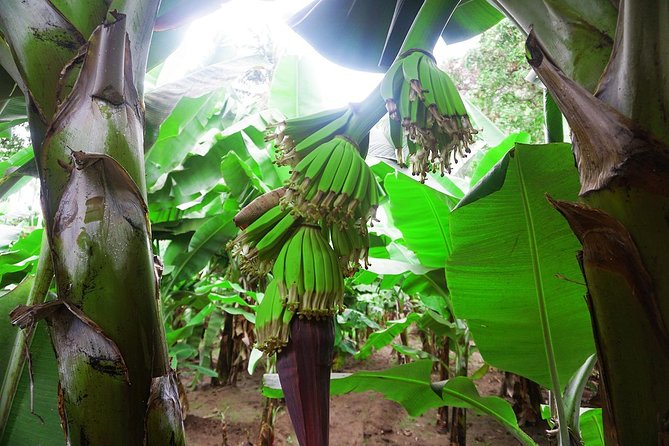 Like Locals: Banana Plantation, and Cuscuz with locals - Walking through Santa Cruz’s banana and coconut fields