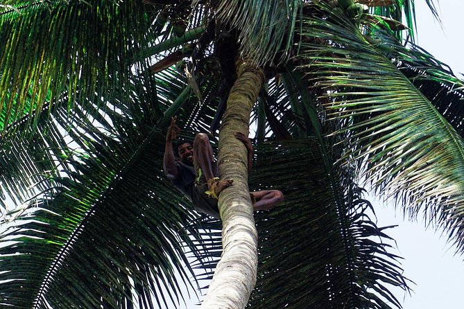 Like Locals: Banana Plantation, and Cuscuz with locals - Public transport and a closer look at daily routines