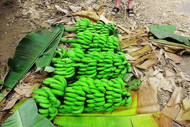 Like Locals: Banana Plantation, and Cuscuz with locals - Who will enjoy this experience most
