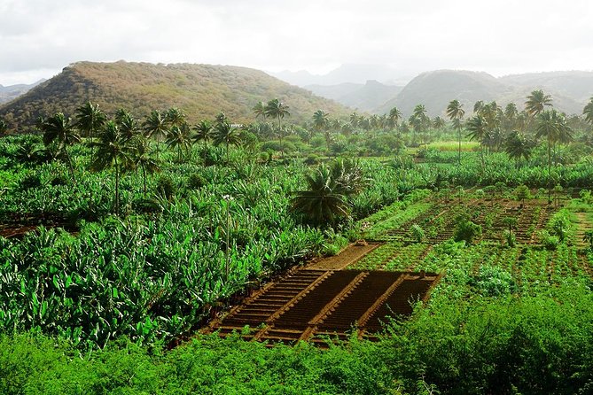 Like Locals: Banana Plantation, and Cuscuz with locals - The family kitchen in São Lourenço dos Órgãos
