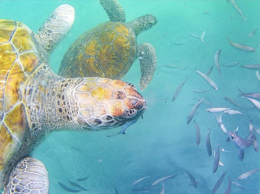 Live Snorkeling & Swimming with Sea Turtles in the Atlantic - Key points about swimming with São Pedro’s turtles