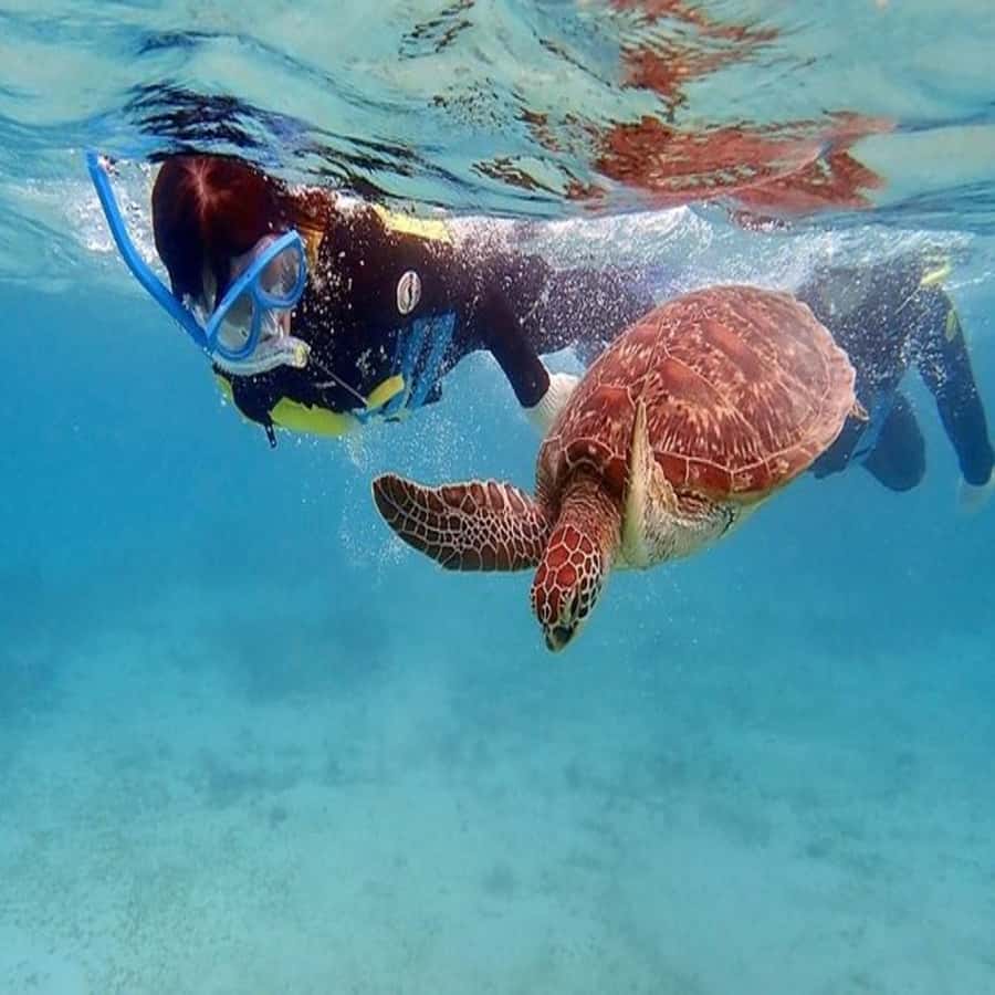 Live Snorkeling & Swimming with Sea Turtles in the Atlantic - Photos, animal rules, and responsible expectations