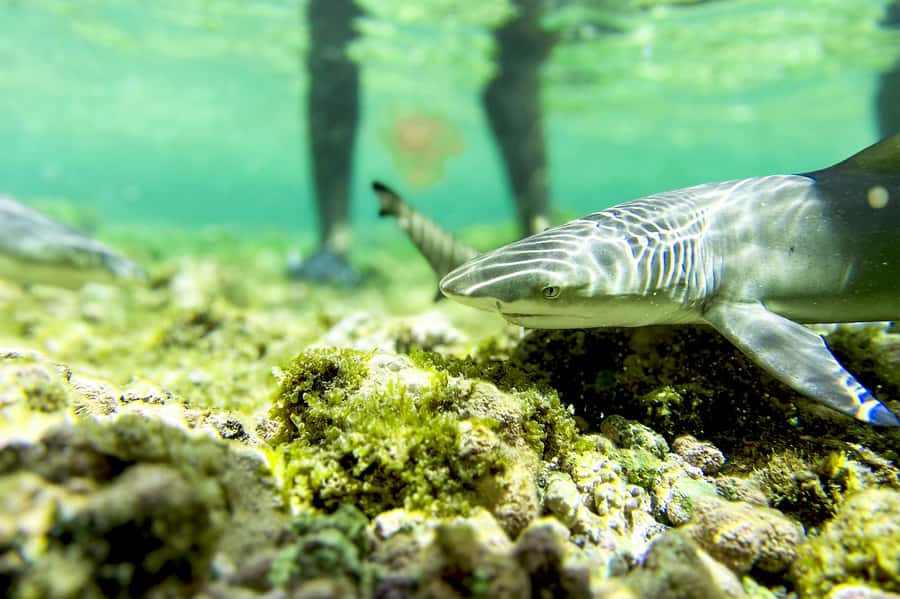 Murdeira: Sal Island Nature Reserve and Fishing Village Tour - Why this six-hour route works well on Sal