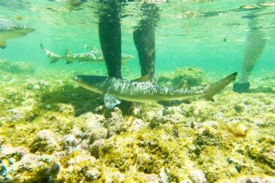 Murdeira: Sal Island Nature Reserve and Fishing Village Tour
