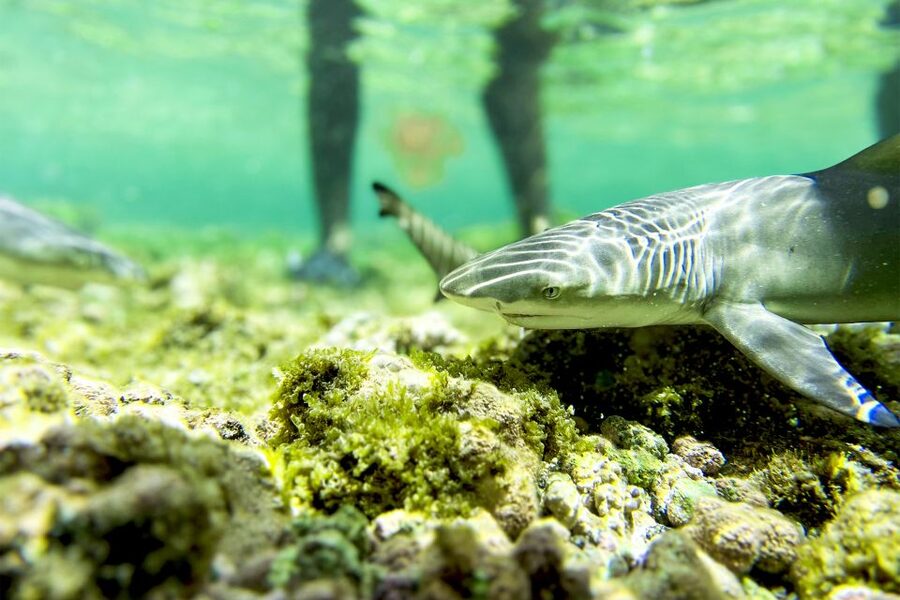 Murdeira: Sal Island Nature Reserve and Fishing Village Tour - What the $50 price really covers
