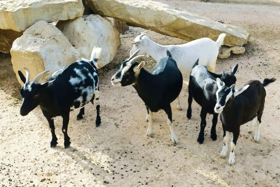Postcards of Boa Vista 4x4 Tour with Shipwreck & Local Lunch - Is $96 a fair price?