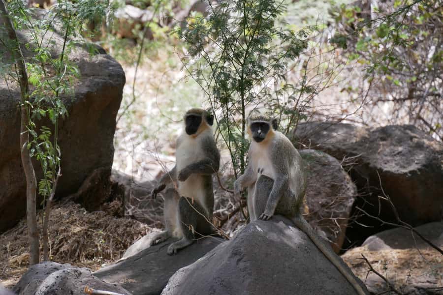Praia: Baobab Mysterious Tree, Green Valley & Old City Hike - Key points at a glance