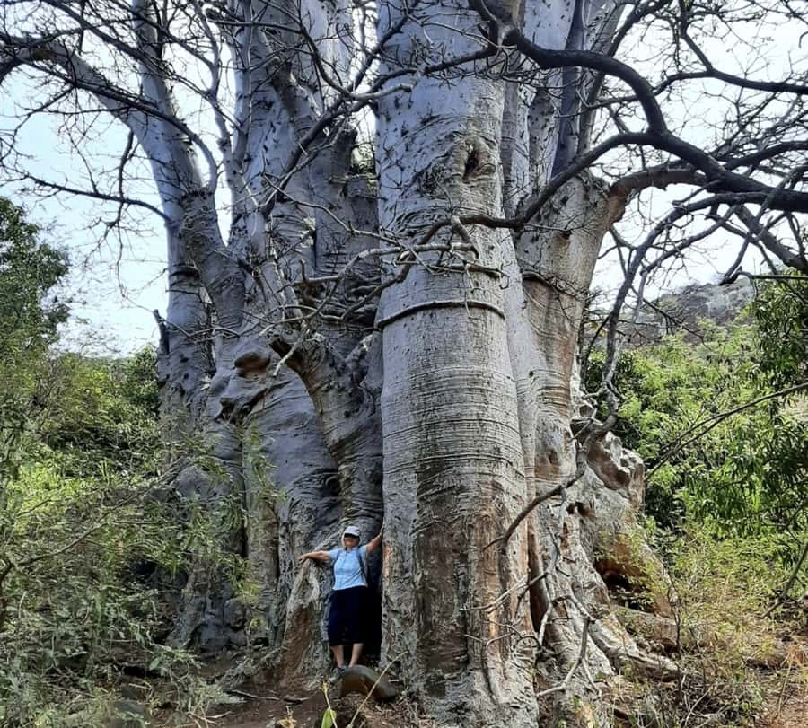 Praia: Baobab Mysterious Tree, Green Valley & Old City Hike - Why this Praia hike is worth your morning