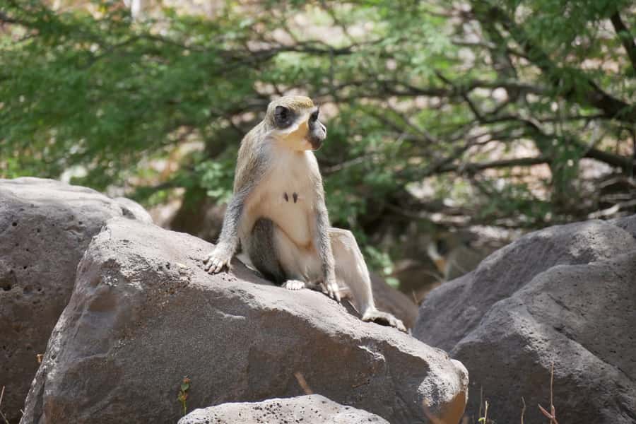 Praia: Baobab Mysterious Tree, Green Valley & Old City Hike - The 4-kilometer descent through the green valley