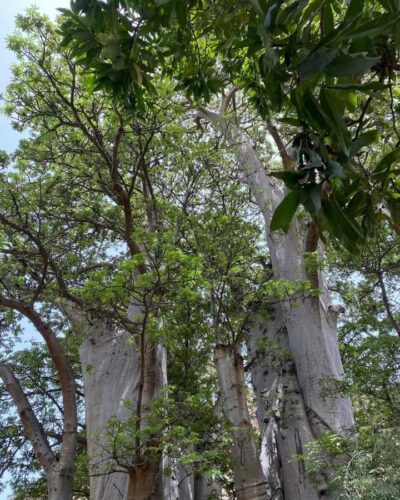 Baobab Mysterious Tree, Green Valley & Old City Hike