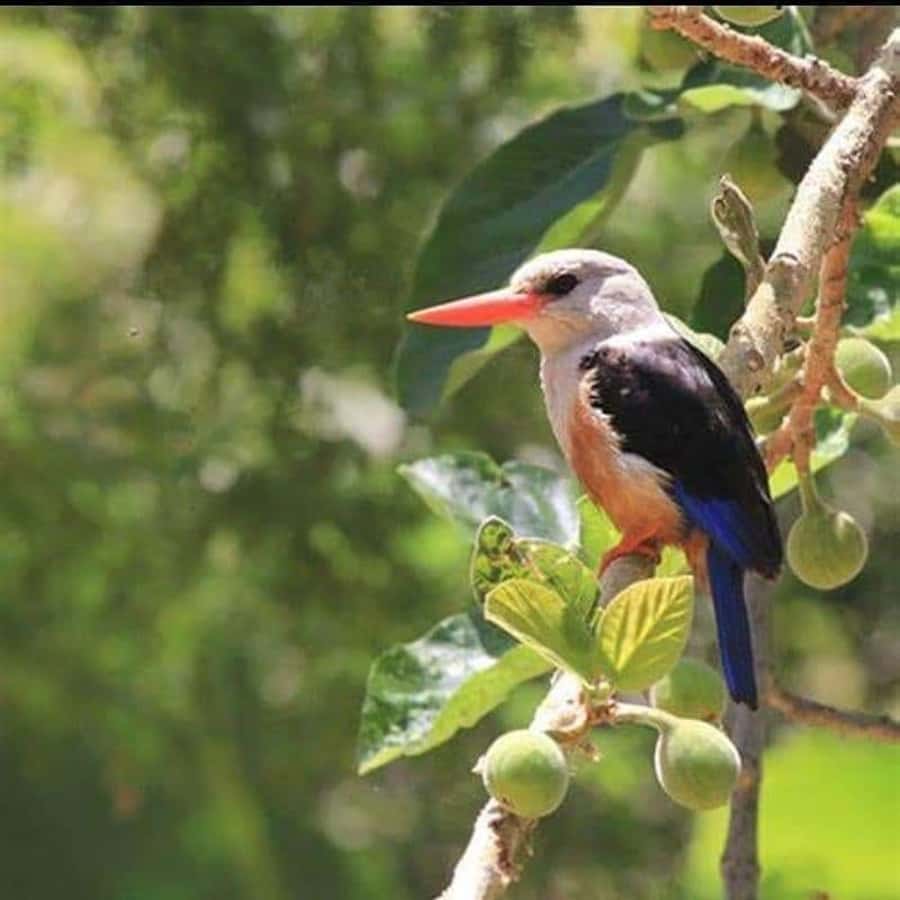 Praia: Baobab Mysterious Tree, Green Valley & Old City Hike - Finding the mysterious baobab