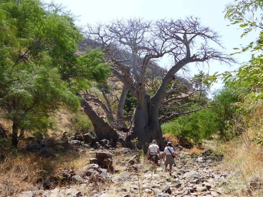 Praia: Baobab Mysterious Tree, Green Valley & Old City Hike - Watching for Santiago’s symbolic bird