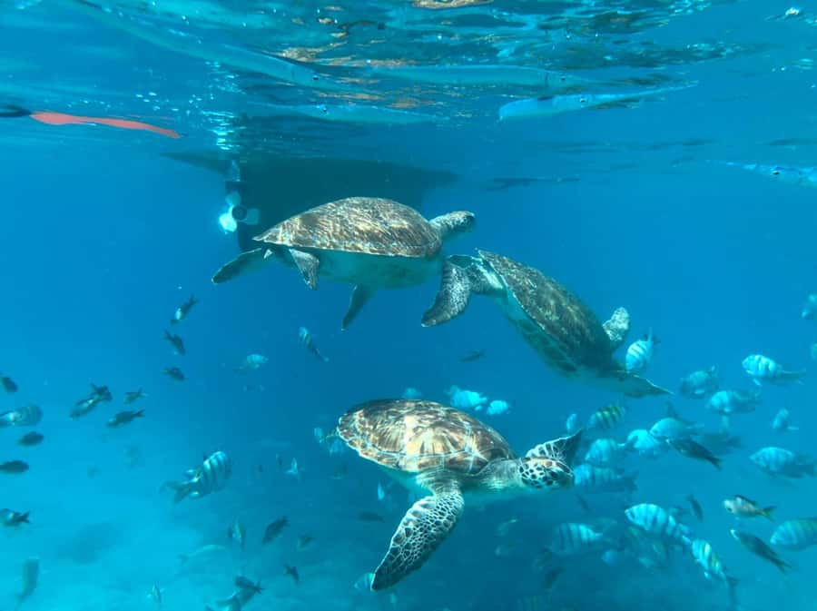 Private Snorkel Experience with Sea Turtle for Cruisers - From Mindelo port to São Pedro