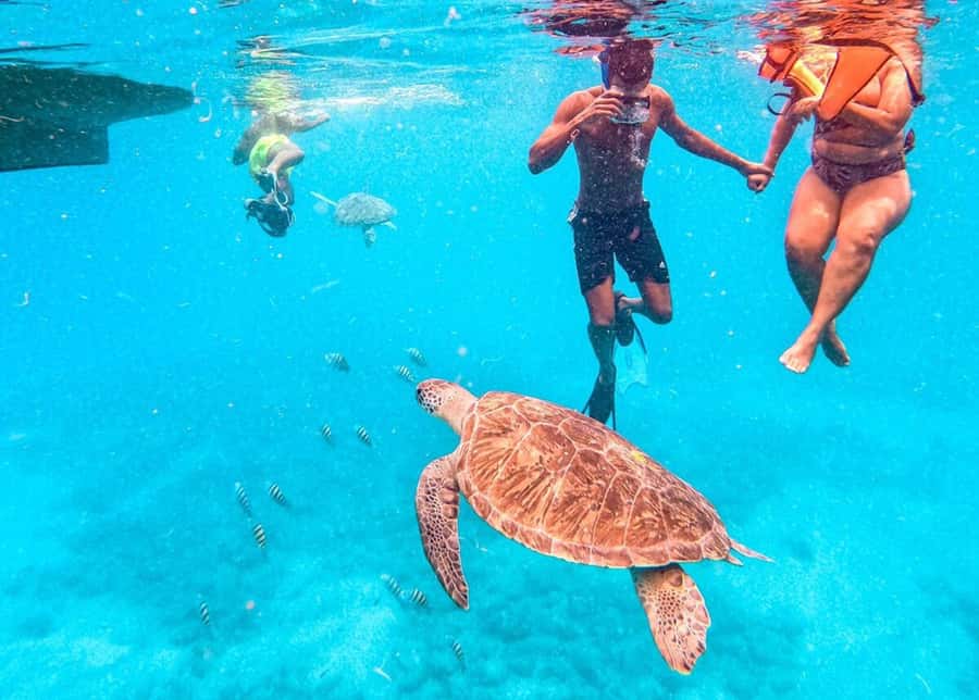 Private Snorkel Experience with Sea Turtle for Cruisers - A short boat ride to the turtle site